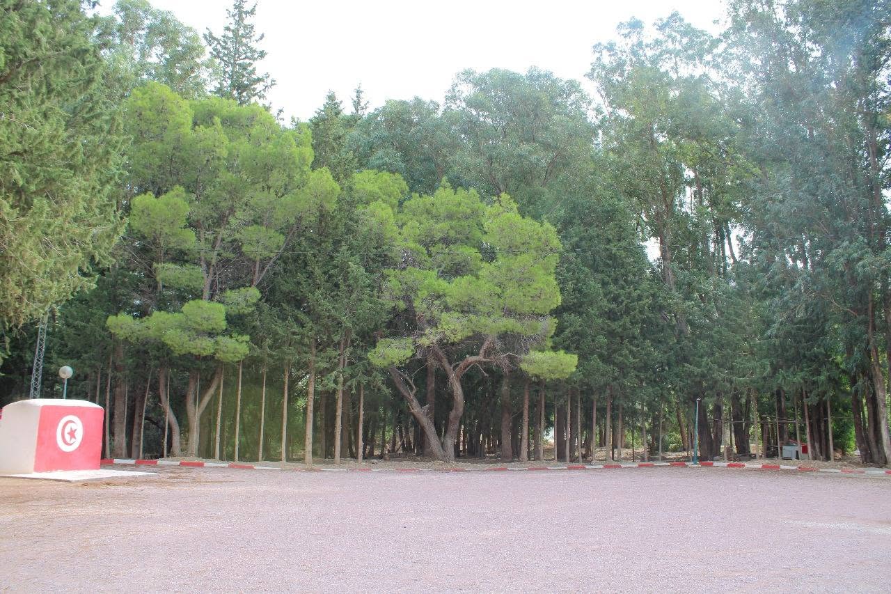 Forêt de pins du Centre Ain Bousaadia
